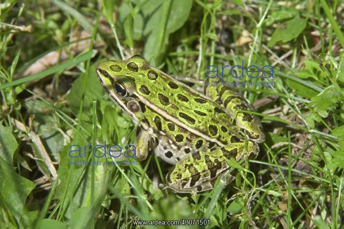 : Northern Leopard Frog : Northern Leopard Frog