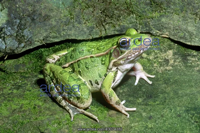 : Northern Leopard Frog : Northern Leopard Frog