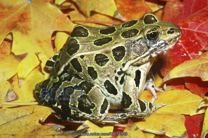 : Northern Leopard Frog : Northern Leopard Frog