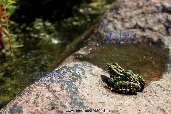  : Northern Leopard Frog