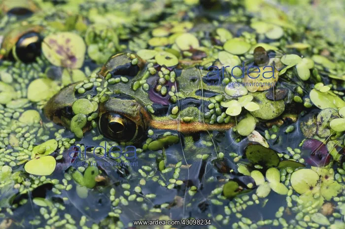 : Northern Leopard Frog : Northern Leopard Frog