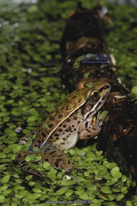 : Northern Leopard Frog : Northern Leopard Frog