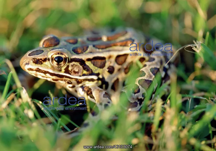 : Northern Leopard Frog : Northern Leopard Frog