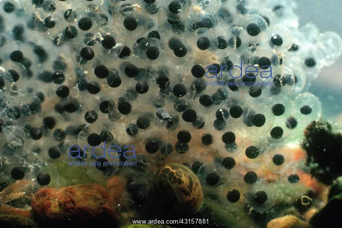 : Northern Leopard Frog Eggs : Northern Leopard Frog Eggs
