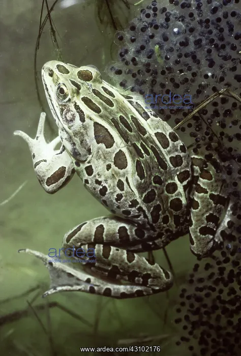 : Northern Leopard Frog (Rana pipiens) : Northern Leopard Frog (Rana pipiens)