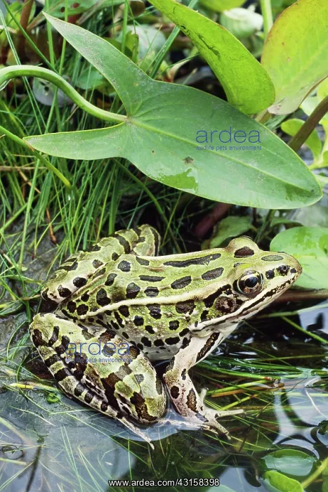  : Northern Leopard Frog (Rana pipiens)