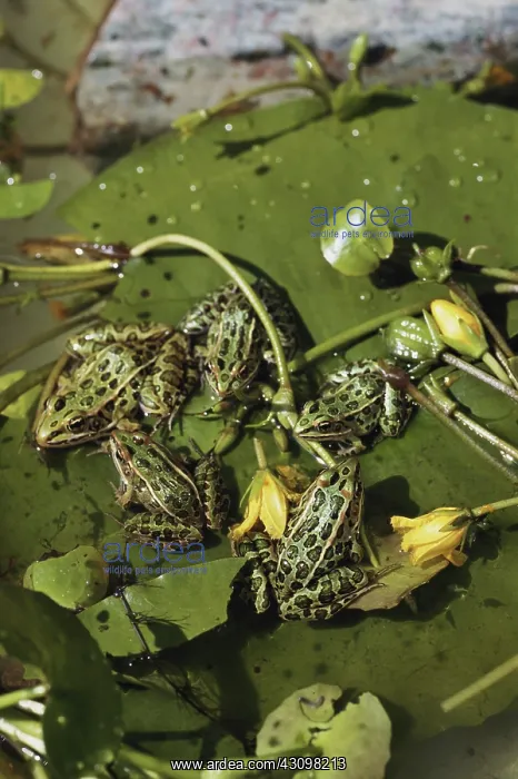 : Northern Leopard Frogs : Northern Leopard Frogs