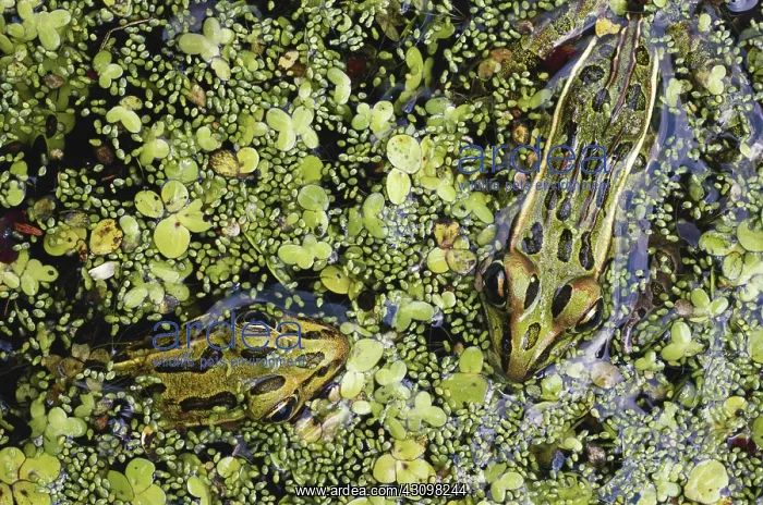 : Northern Leopard Frogs : Northern Leopard Frogs
