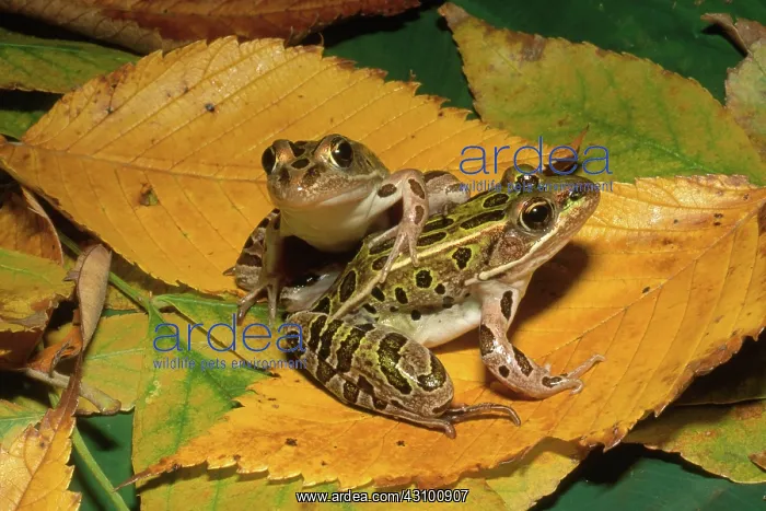 : Northern Leopard Frogs : Northern Leopard Frogs