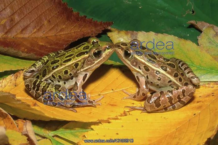 : Northern Leopard Frogs : Northern Leopard Frogs
