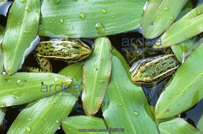 : Northern Leopard Frogs (Rana pipiens) : Northern Leopard Frogs (Rana pipiens)