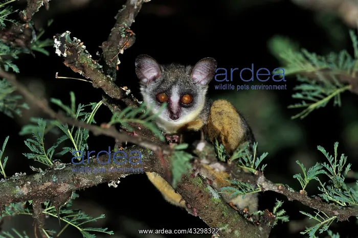 : Northern Lesser Galago / Kenya Lesser Galago / Senegal : Northern Lesser Galago / Kenya Lesser Galago / Senegal