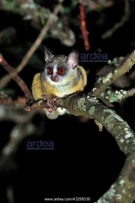 : Northern Lesser Galago / Kenya Lesser Galago / Senegal : Northern Lesser Galago / Kenya Lesser Galago / Senegal