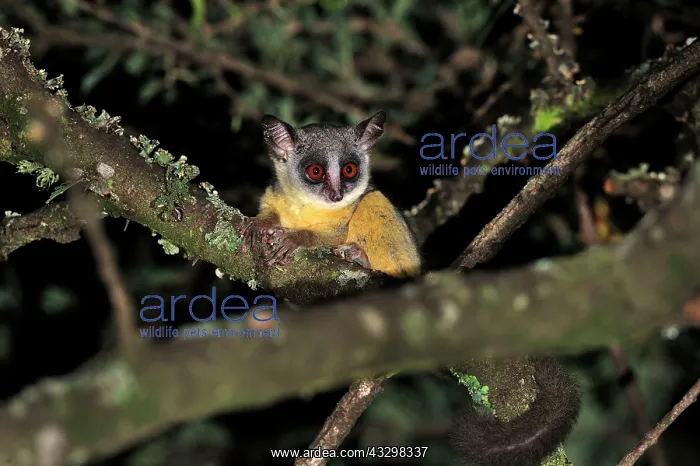  : Northern Lesser Galago  /  Kenya Lesser Galago  /  Senegal