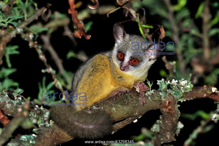 : Northern Lesser Galago / Kenya Lesser Galago / Senegal : Northern Lesser Galago / Kenya Lesser Galago / Senegal