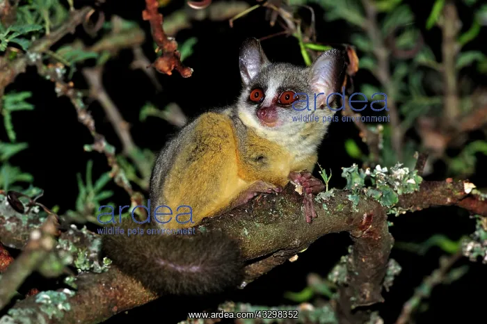 : Northern Lesser Galago / Kenya Lesser Galago / Senegal : Northern Lesser Galago / Kenya Lesser Galago / Senegal