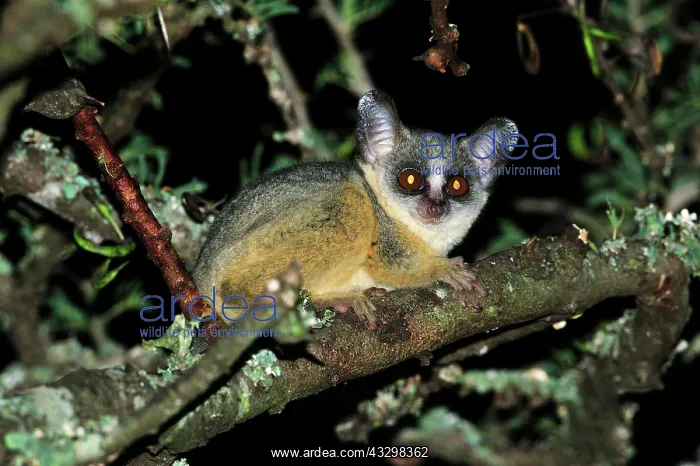 : Northern Lesser Galago / Kenya Lesser Galago / Senegal : Northern Lesser Galago / Kenya Lesser Galago / Senegal