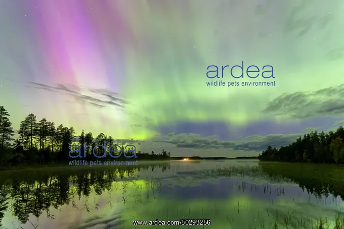 : Northern Light Sweden : Northern Light Sweden