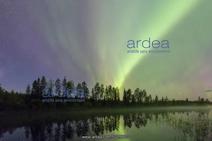: Northern Light Sweden : Northern Light Sweden