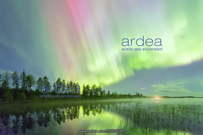 : Northern Light Sweden : Northern Light Sweden
