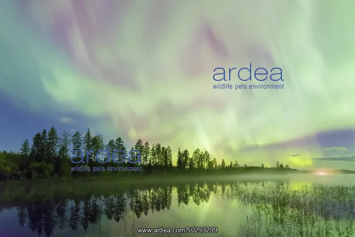 : Northern Light Sweden : Northern Light Sweden