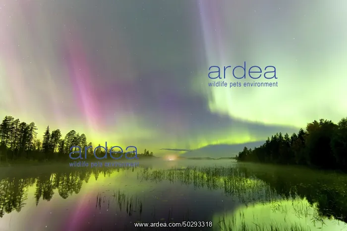 : Northern Light Sweden : Northern Light Sweden