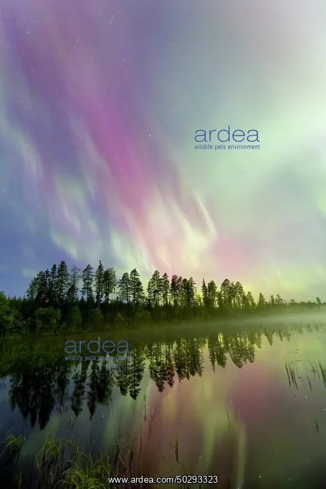 : Northern Light Sweden : Northern Light Sweden
