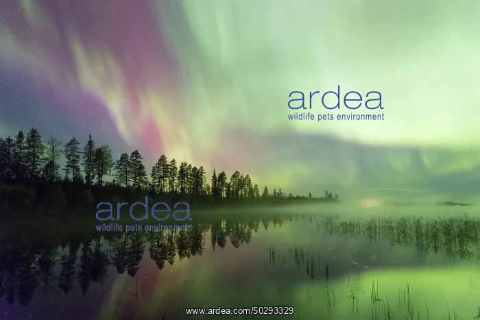  : Northern Light Sweden