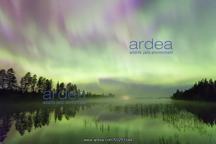 : Northern Light Sweden : Northern Light Sweden