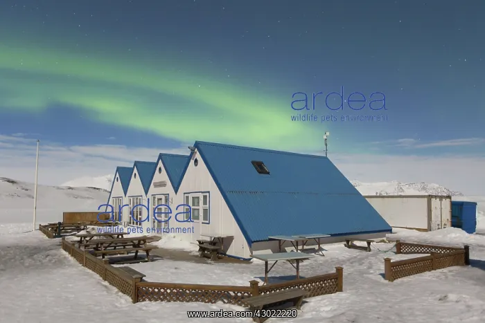 : Northern Lights : Northern Lights