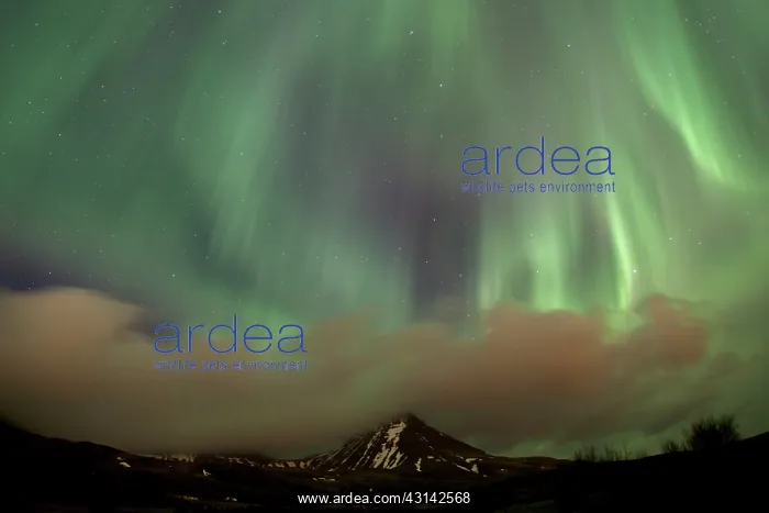 : Northern Lights : Northern Lights