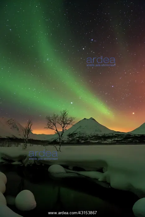 : Northern Lights : Northern Lights