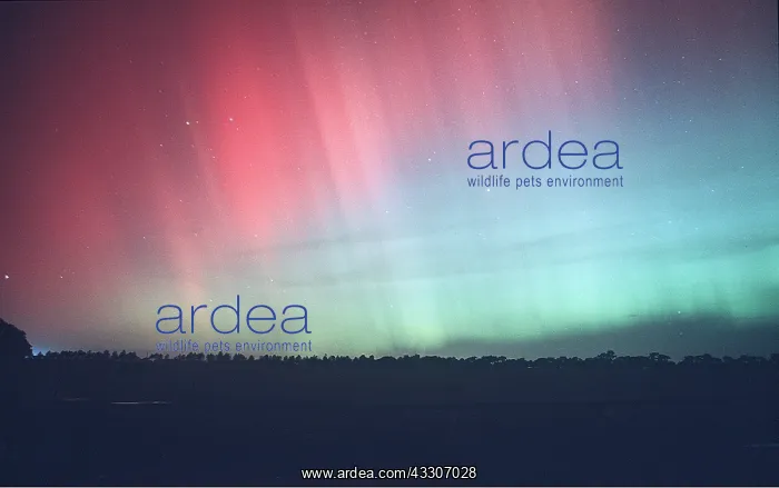 : NORTHERN LIGHTS : NORTHERN LIGHTS