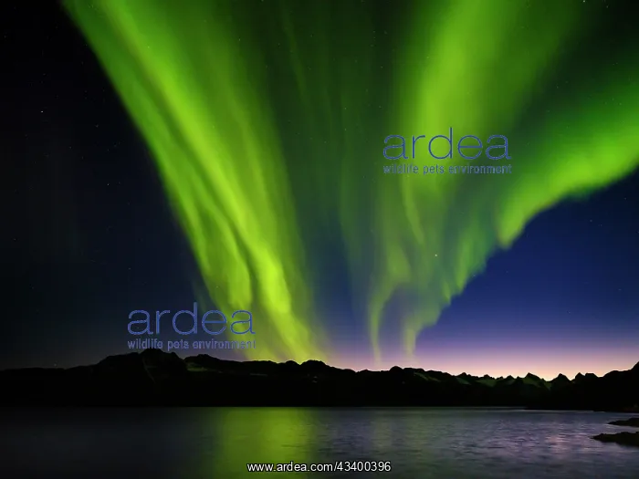 : Northern lights over Angmagssalik Fjord near settlement : Northern lights over Angmagssalik Fjord near settlement