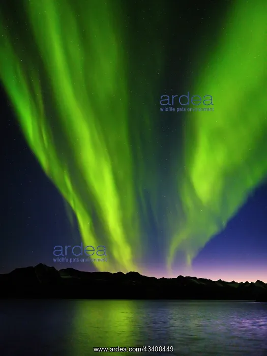 : Northern lights over Angmagssalik Fjord near settlement : Northern lights over Angmagssalik Fjord near settlement
