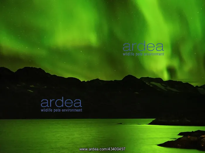 : Northern lights over Angmagssalik Fjord near settlement : Northern lights over Angmagssalik Fjord near settlement