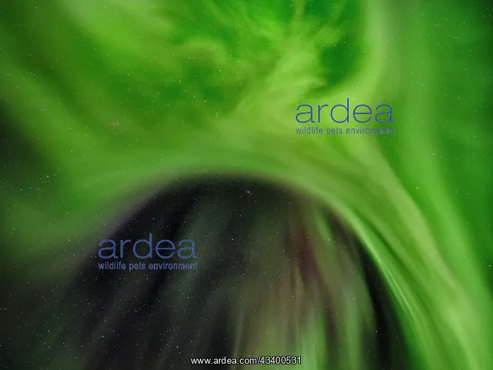 : Northern lights over Angmagssalik Fjord near settlement : Northern lights over Angmagssalik Fjord near settlement