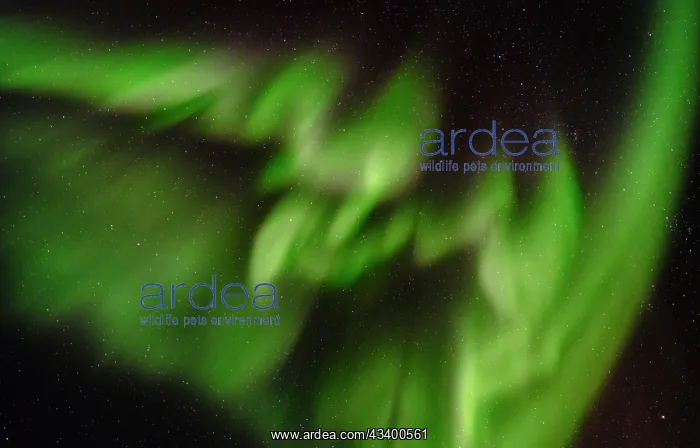 : Northern lights over Angmagssalik Fjord near settlement : Northern lights over Angmagssalik Fjord near settlement
