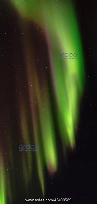 : Northern lights over Angmagssalik Fjord near settlement : Northern lights over Angmagssalik Fjord near settlement