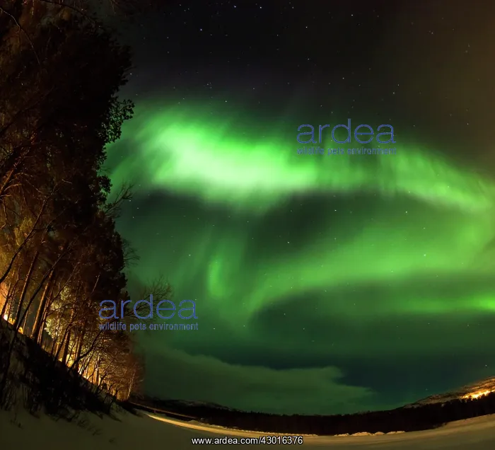 : Northern Lights / Aurora Borealis : Northern Lights / Aurora Borealis