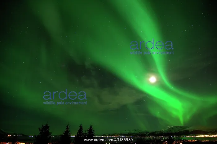: Northern lights, Aurora Borealis : Northern lights, Aurora Borealis