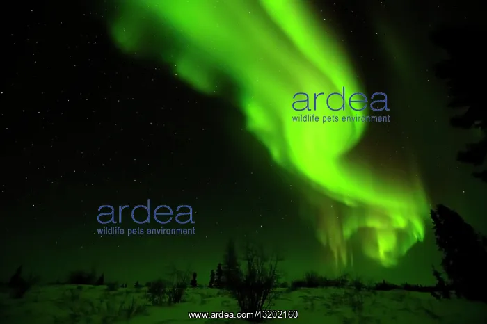: Northern Lights, aurora borealis above the Arctic : Northern Lights, aurora borealis above the Arctic