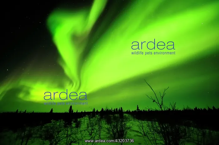 : Northern Lights, aurora borealis above the Arctic : Northern Lights, aurora borealis above the Arctic