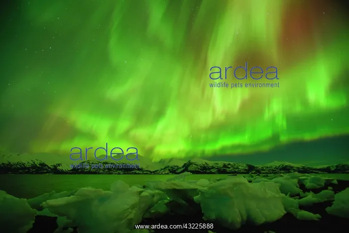 : Northern lights, Aurora Borealis, College Fjord : Northern lights, Aurora Borealis, College Fjord