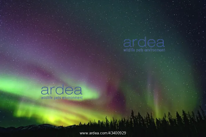 : Northern lights (Aurora borealis) in different colours : Northern lights (Aurora borealis) in different colours