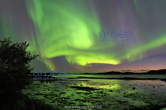 : Northern Lights (aurora borealis), fjord at low : Northern Lights (aurora borealis), fjord at low