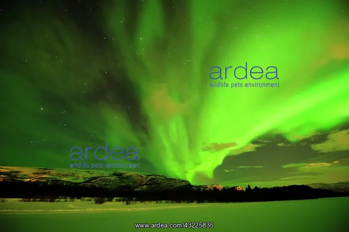  : Northern lights, Aurora borealis, over the frozen
