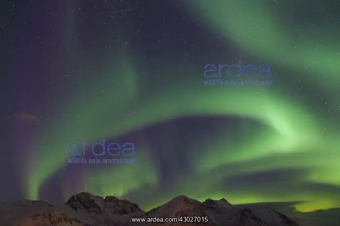 : Northern Lights - Aurora Borealis over the Lofoten - Norway : Northern Lights - Aurora Borealis over the Lofoten - Norway