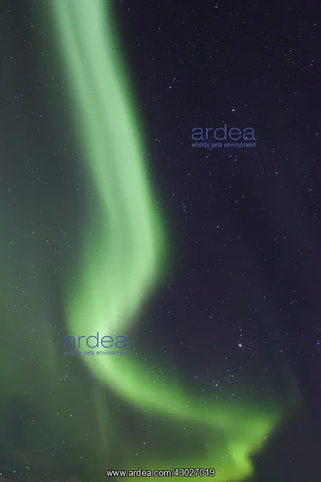 : Northern Lights - Aurora Borealis over the Lofoten - Norway : Northern Lights - Aurora Borealis over the Lofoten - Norway