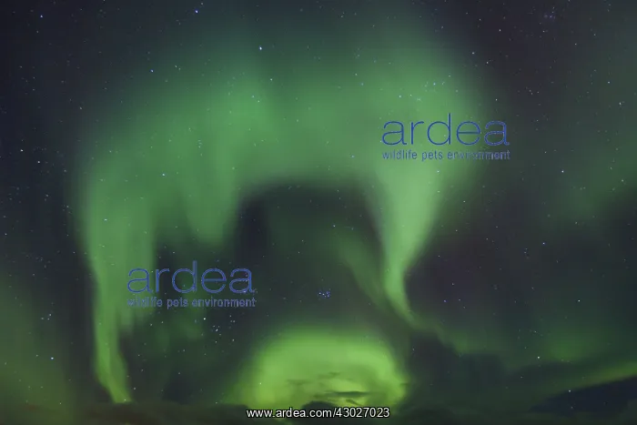 : Northern Lights - Aurora Borealis over the Lofoten - Norway : Northern Lights - Aurora Borealis over the Lofoten - Norway